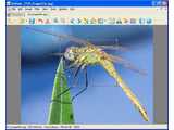 XnView (Complete version) v1.98.4